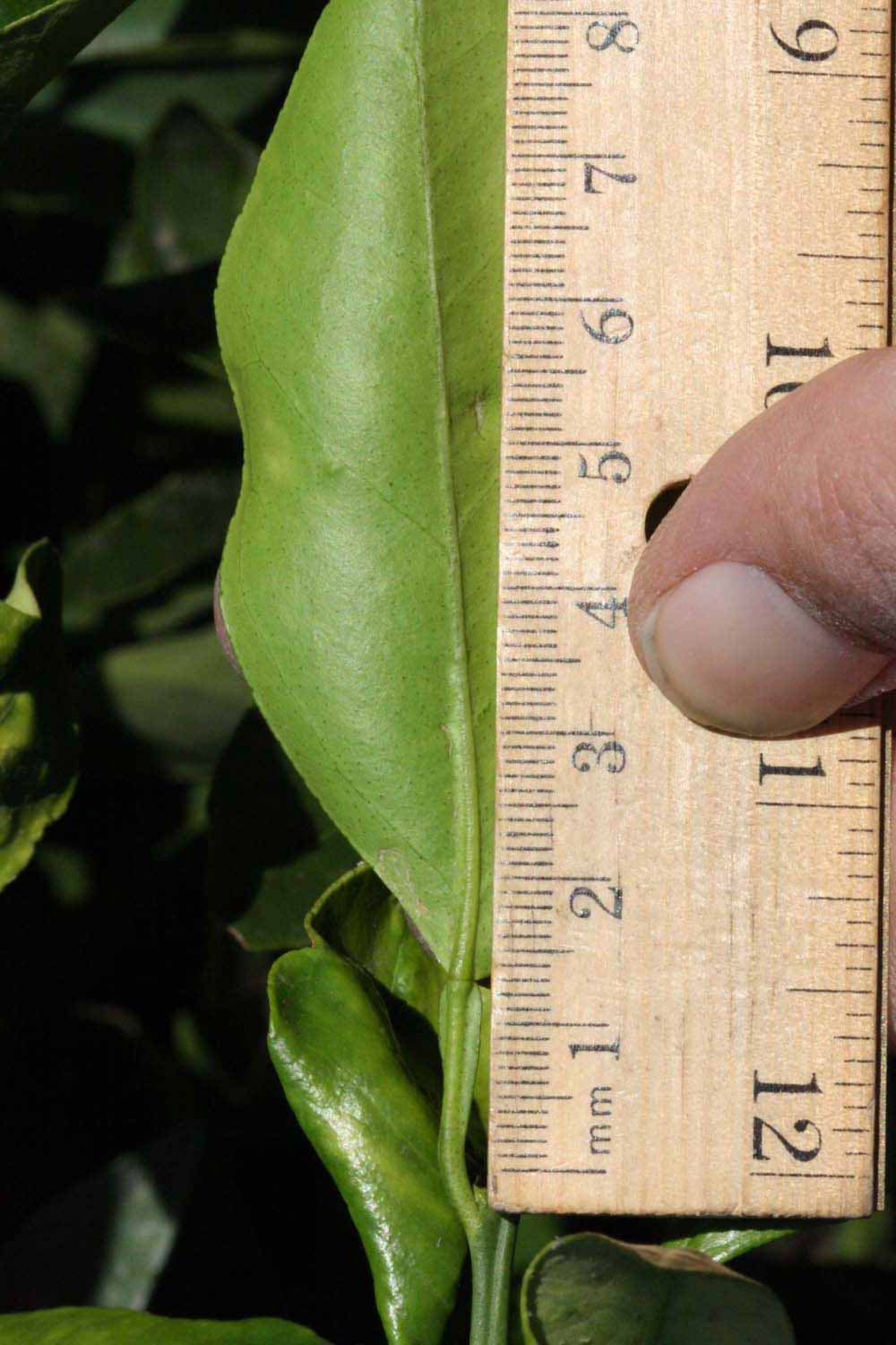              Unifoliolate leaf (Riverside, CA)       